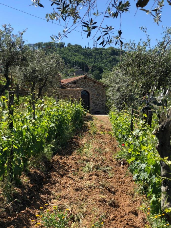 Podere Soccorso Casa Vigneto Montalcino Dış mekan fotoğraf